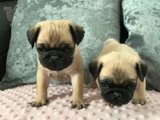 Χαριτωμένα κουτάβια Pug